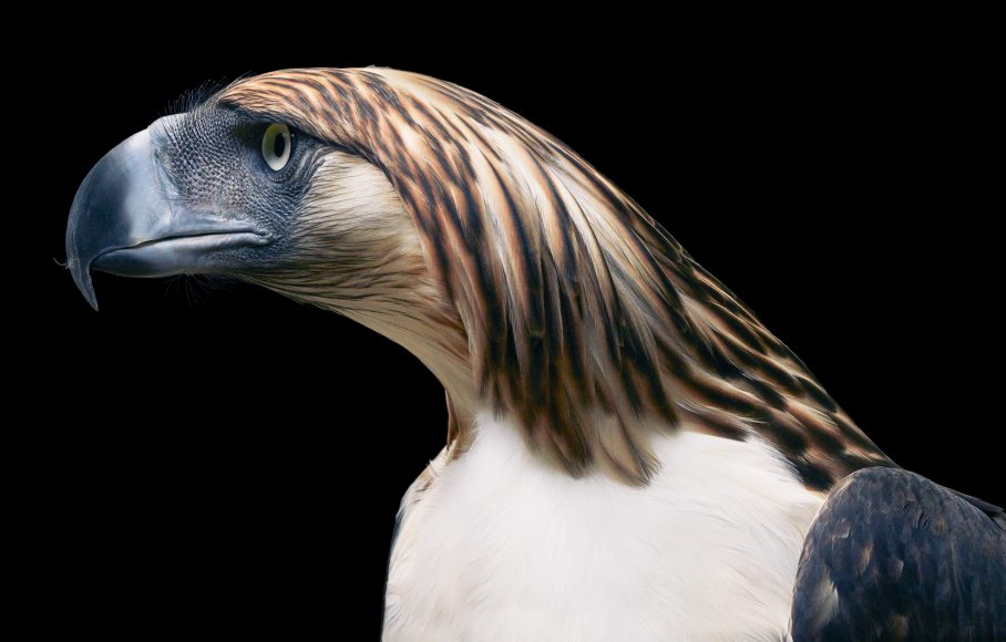 tim-flach-Phillippines-Eagle-Side-On
