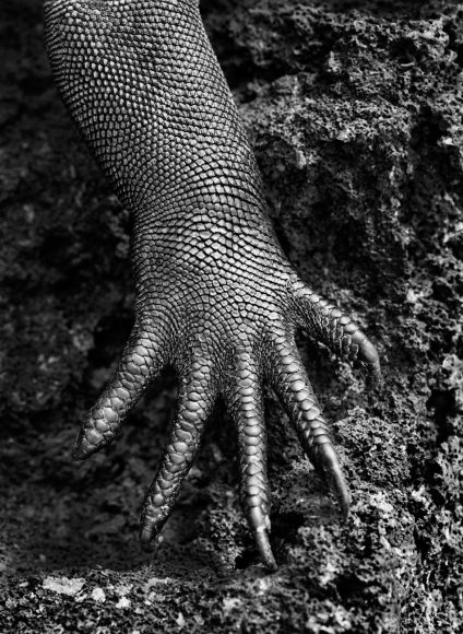 © 塞巴斯蒂安·萨尔加多（Sebastiao Salgado），《海鬣蜥的爪子》。图片提供 Fotografiska影像艺术中心