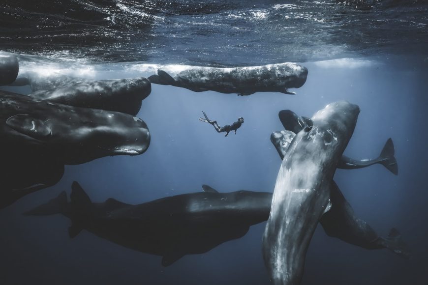 Romain Barats, Dominica. All images © the photographers, courtesy of Ocean Photographer of the Year, shared with permission