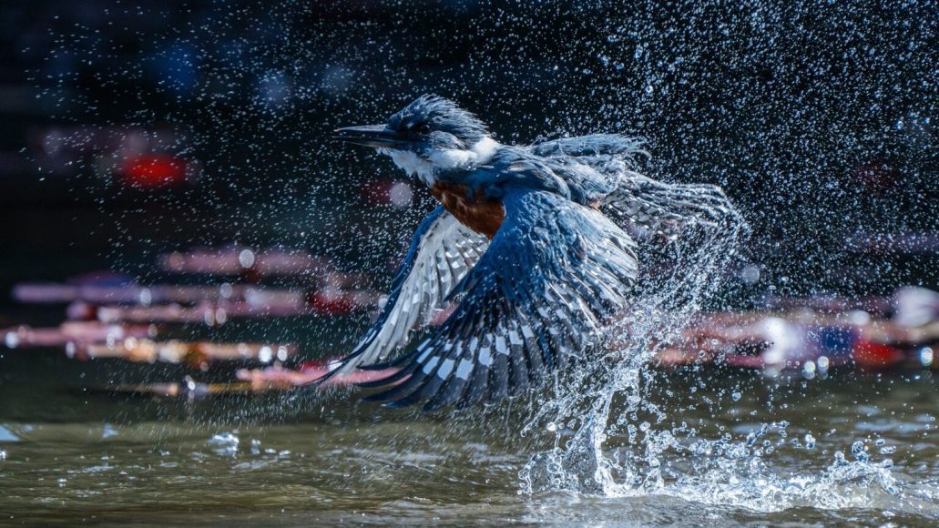 audubon-1-1536x864